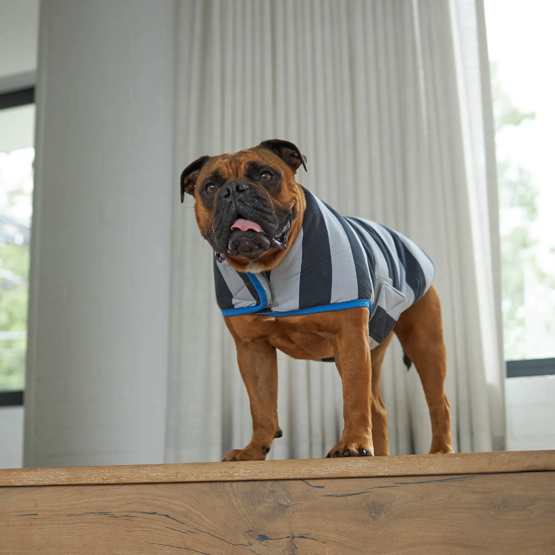 Chunky Stripe Dog Snuggie