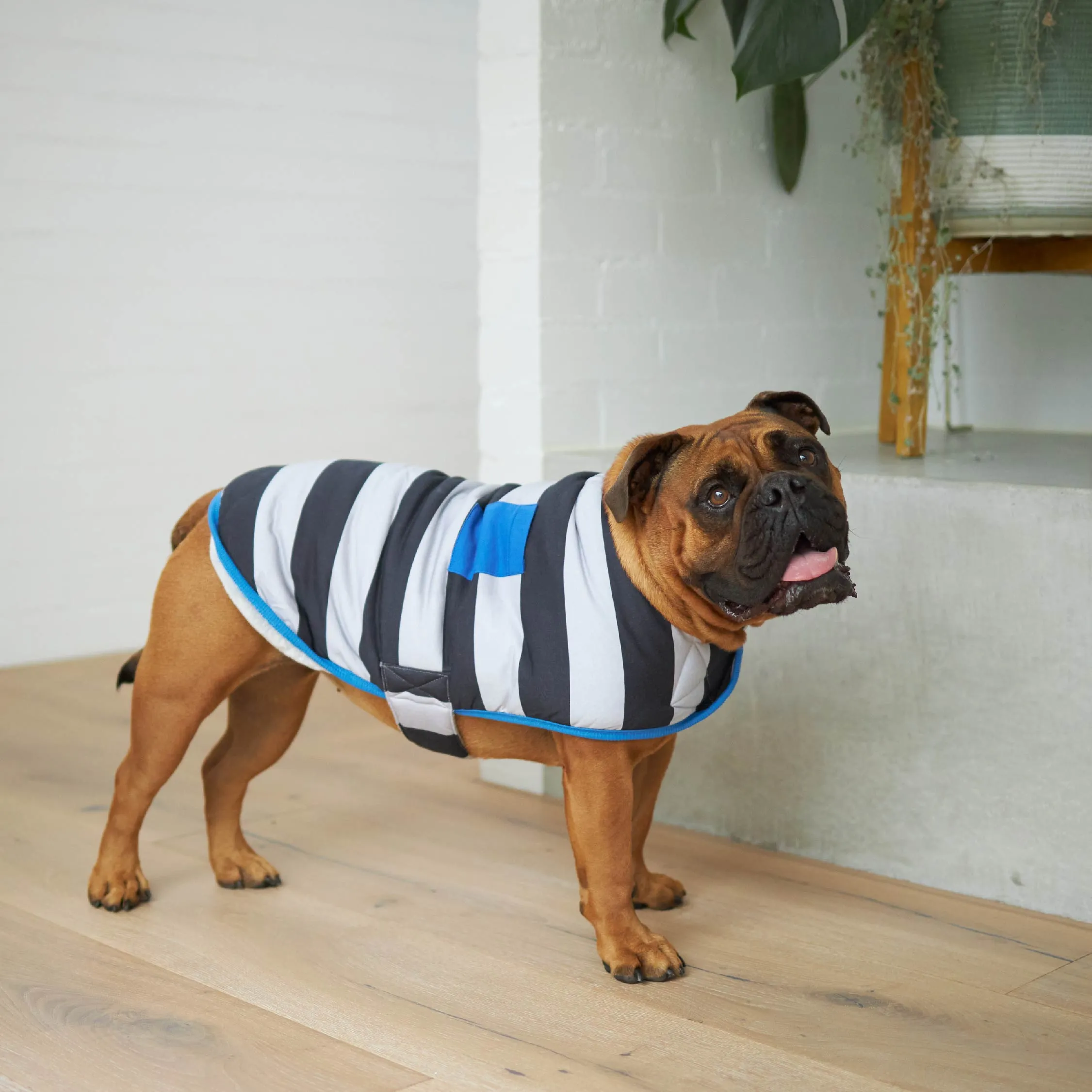 Chunky Stripe Dog Snuggie