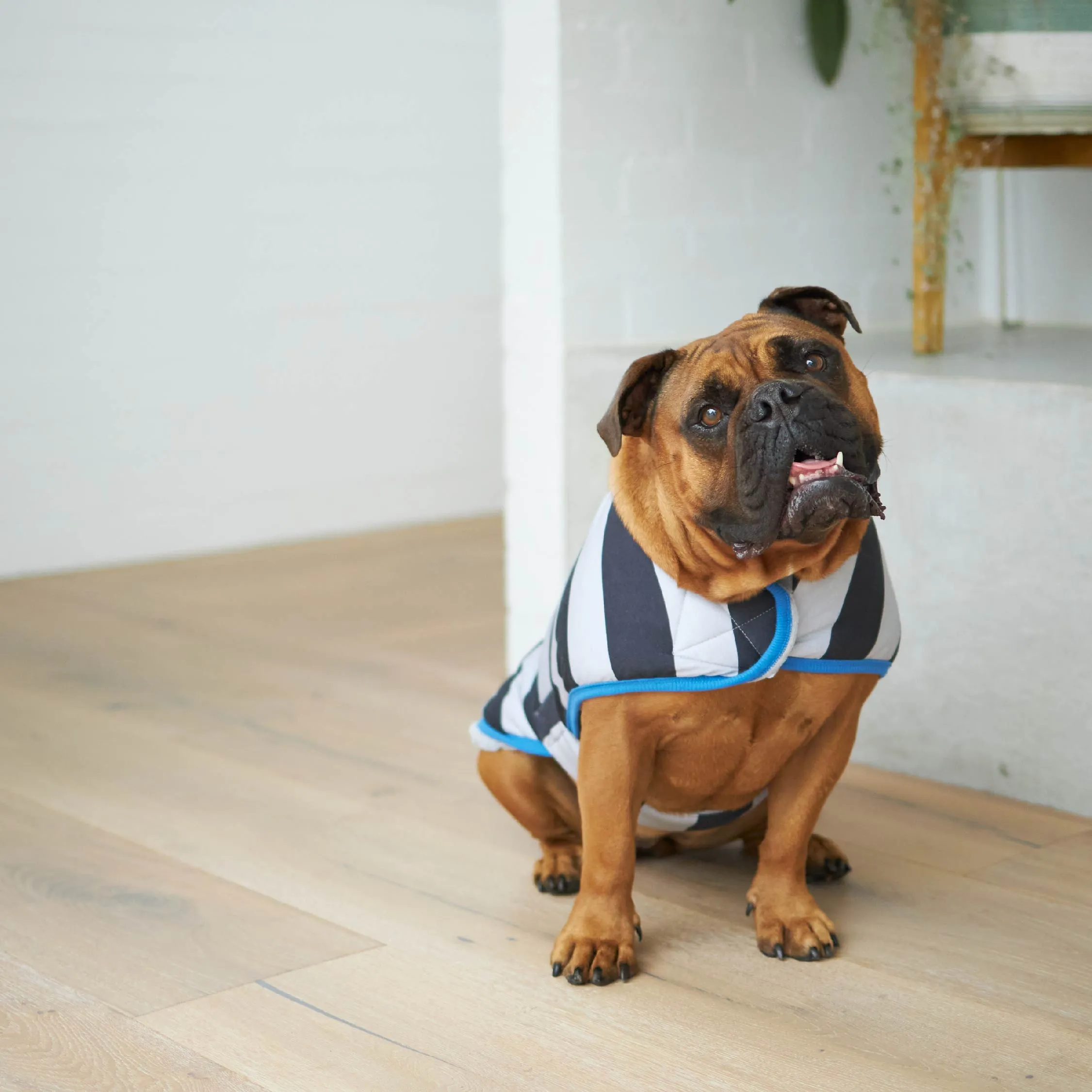 Chunky Stripe Dog Snuggie