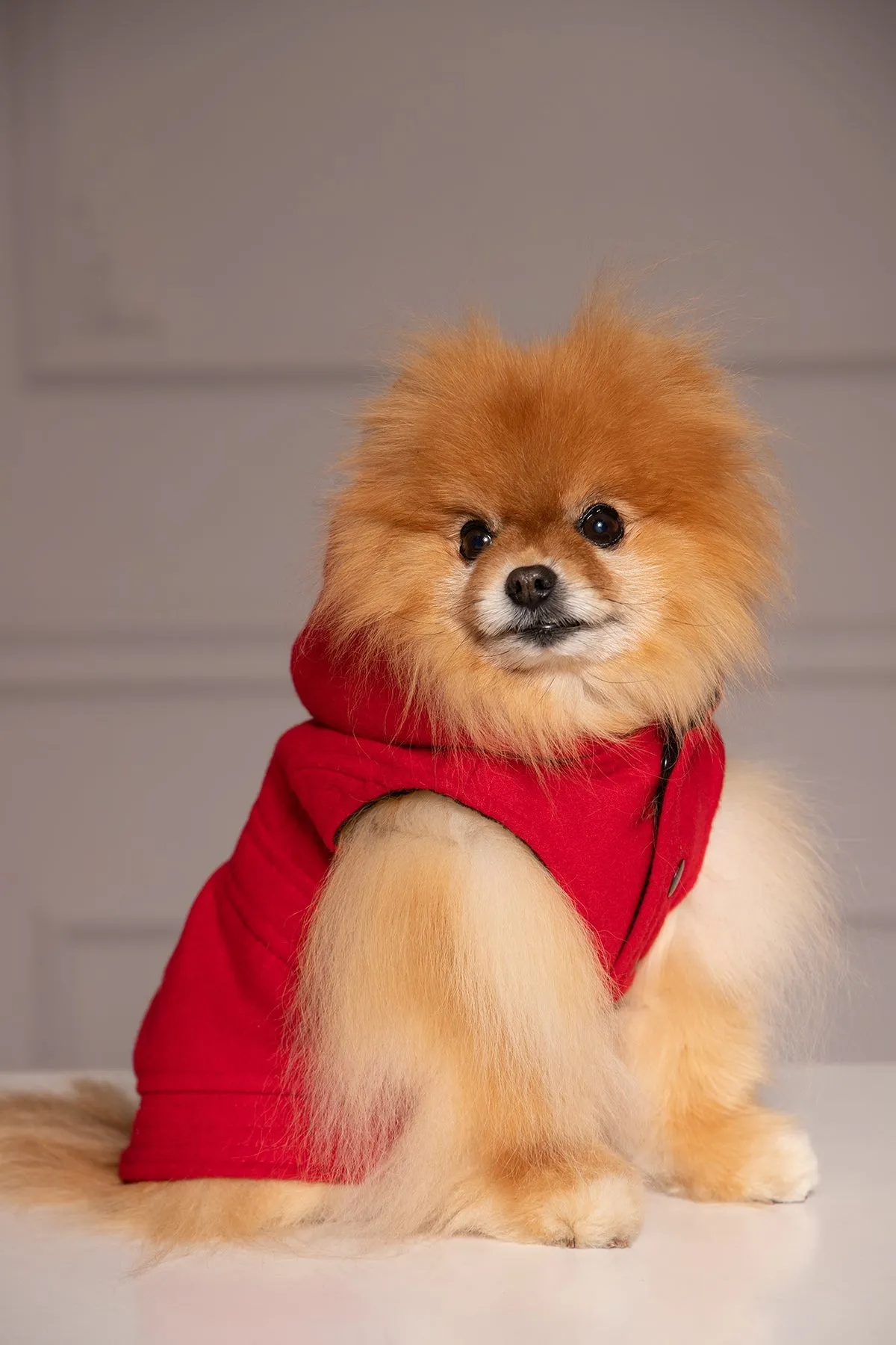 DOG COAT WITH HOOD